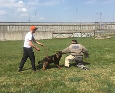 Rabid Dog Chase